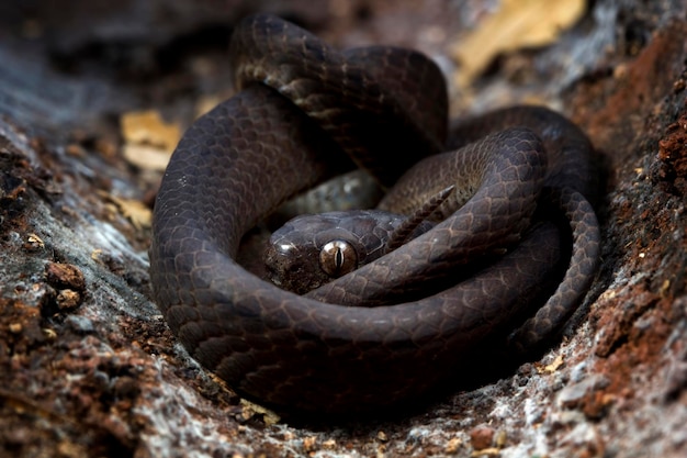 Cabeça de closeup pareas carinatus na madeira