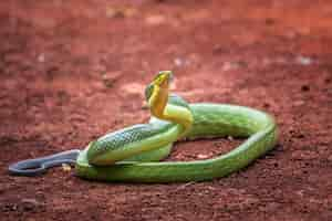 Foto grátis cabeça de cobra gonyosoma cobra gonyosoma verde olhando ao redor