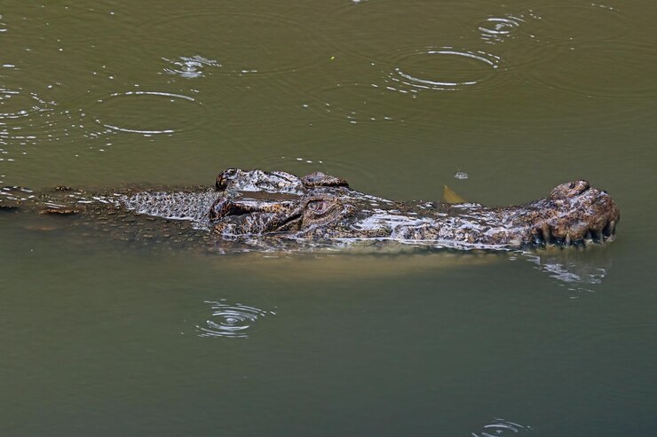 Foto grátis cabeça de crocodilo olhando para a presa no rio cabeça de crocodilo fechada no rio