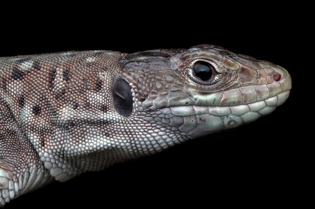 Cabeça de lagarto de lagarta de joalharia timon lepidus closeup cabeça de lagarto de lagarta de joalharia em fundo preto Foto gratuita