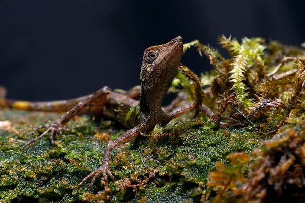 Cabeça de lagarto pseudocalotes sp cabeça de lagarto kalimantan em fundo preto animal fechado