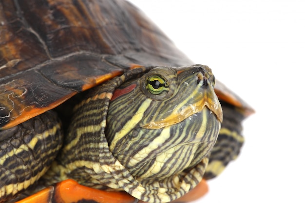 Foto grátis cabeça de tartaruga