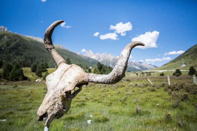 Foto grátis cabeça de vaca morta em um campo verde