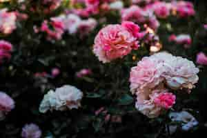 Foto grátis cabeças de flores incríveis no arbusto