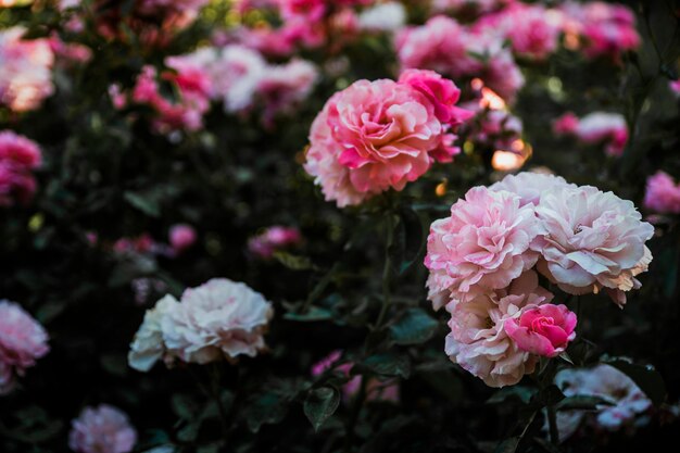 Cabeças de flores incríveis no arbusto