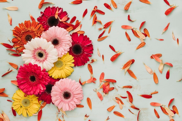 Foto grátis cabeças e pétalas de gerberas