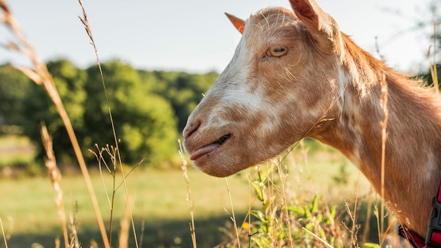 Cabra de close-up em um campo agrícola