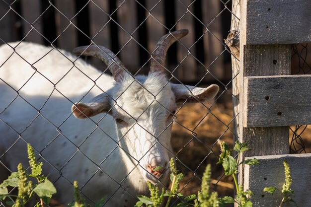 Cabra dentro da cerca com portão na fazenda