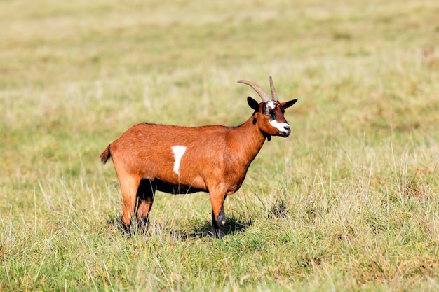 Cabra em um campo na luz da manhã