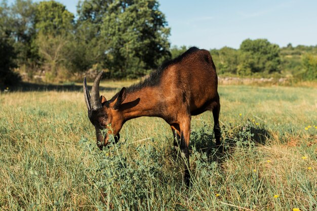 Cabra marrom comendo no Prado