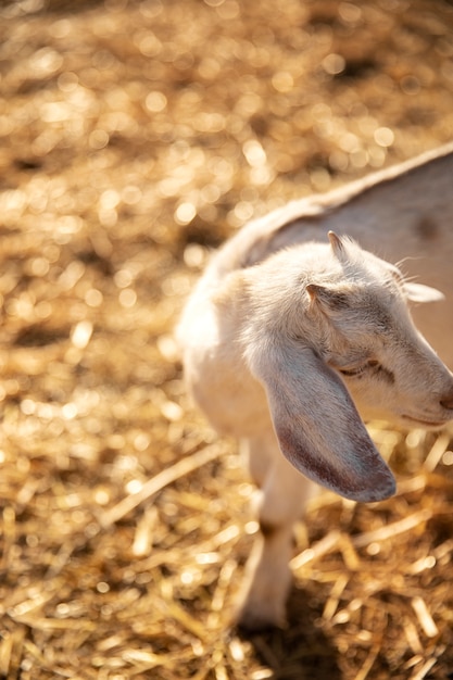 Cabra na fazenda em um dia ensolarado