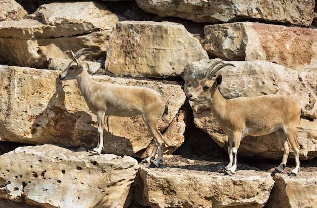 Cabras da montanha em pé nas rochas