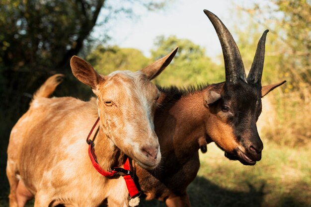 Cabras jovens de pé num prado