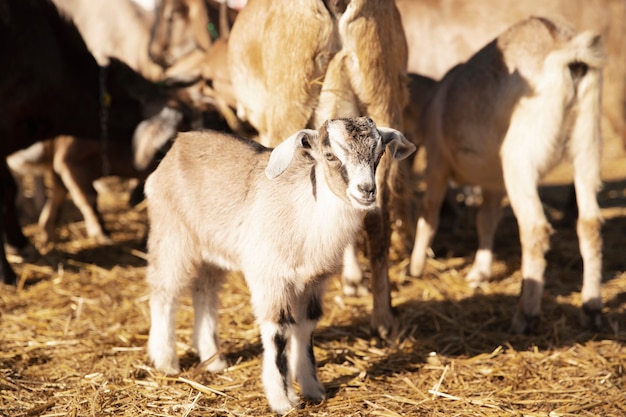 Foto grátis cabras na fazenda em um dia ensolarado