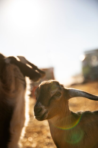 Cabras na fazenda em um dia ensolarado