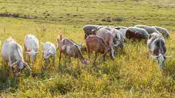 Foto grátis cabras na terra comendo grama