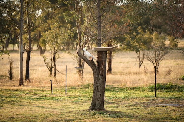 Cacatua sentada em uma árvore com um comedouro de pássaros de cerâmica em um tranquilo jardim de casa de campo