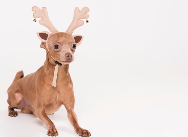 Cachorrinho fofo com fantasia