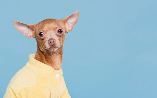 Cachorrinho fofo com fantasia