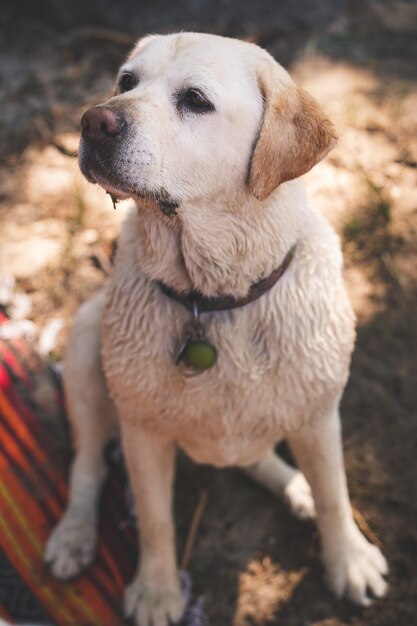 Cachorrinho fofo com orelhas para baixo