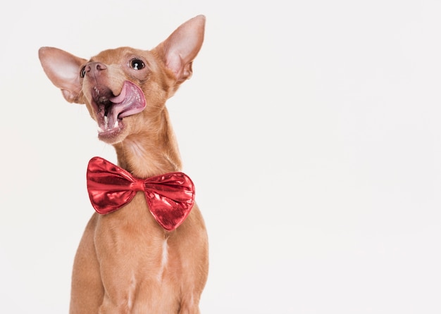 Cachorrinho fofo com uma gravata borboleta