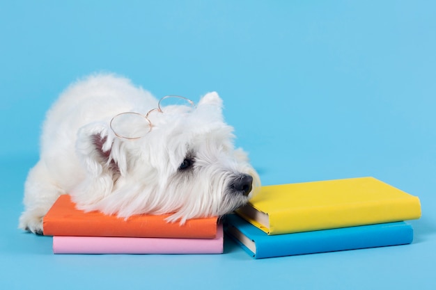 Foto grátis cachorrinho fofo de volta à escola