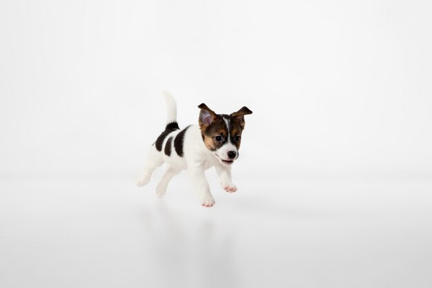 Cachorrinho fofo e pequeno posando alegre isolado em cinza