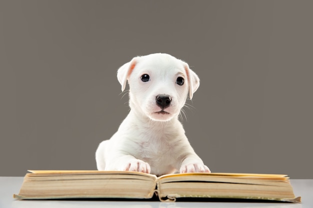 Cachorrinho fofo e pequeno posando alegre, lendo um livro e parece inteligente