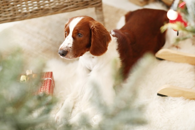 Cachorrinho fofo em uma sala de estar decorada de Natal