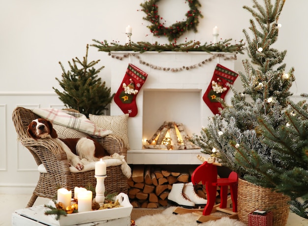 Cachorrinho fofo em uma sala de estar decorada de natal