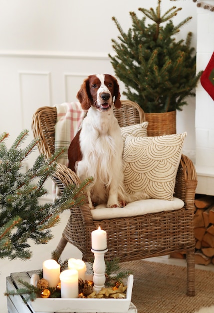 Cachorrinho fofo em uma sala de estar decorada de natal