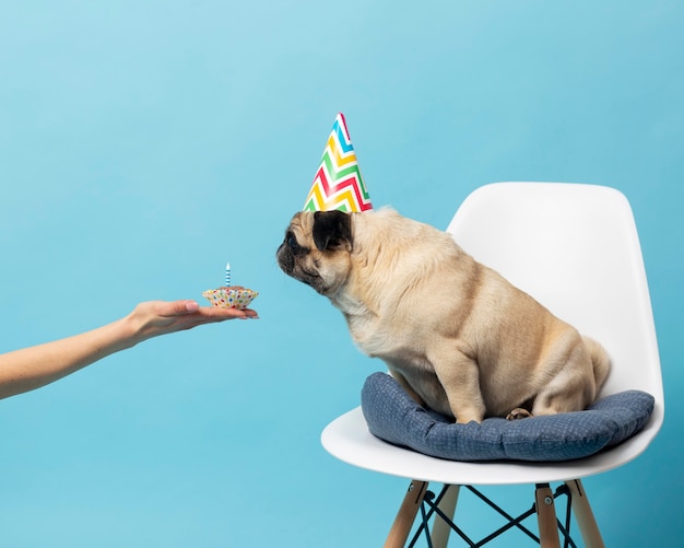 Cachorrinho fofo numa cadeira branca