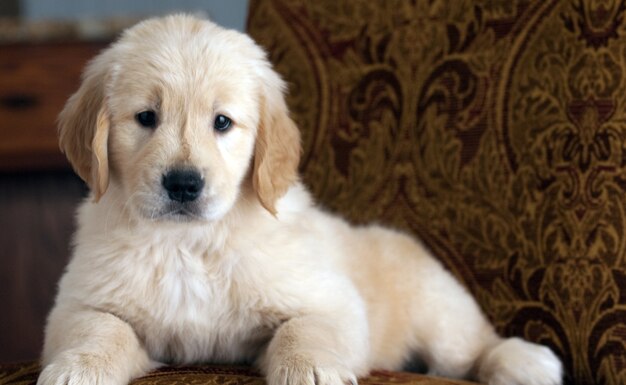 cachorrinho Golden Retriever fofo descansando no sofá