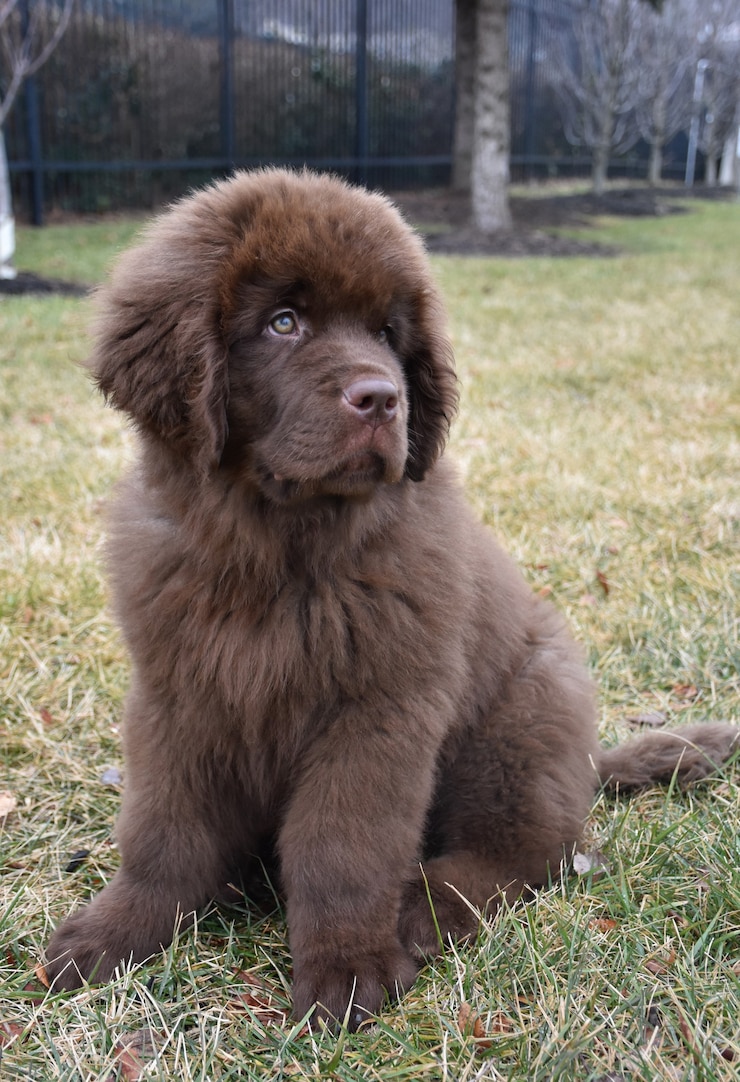 Foto grátis cachorrinho marrom fofo da terra nova sentado na grama