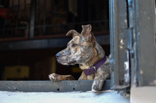 Cachorro atento olhando pela janela