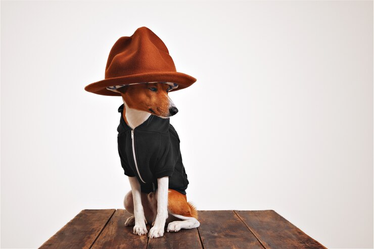 Foto grátis cachorro basenji com um moletom preto e um grande chapéu de montanha chique com forro colorido isolado no branco