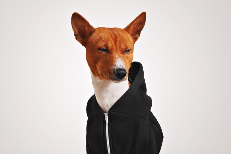 Foto grátis cachorro basenji marrom e branco em um moletom preto com zíper de metal apertando os olhos desdenhosamente no branco