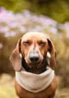 Foto grátis cachorro bassê marrom fofo com coleira bege