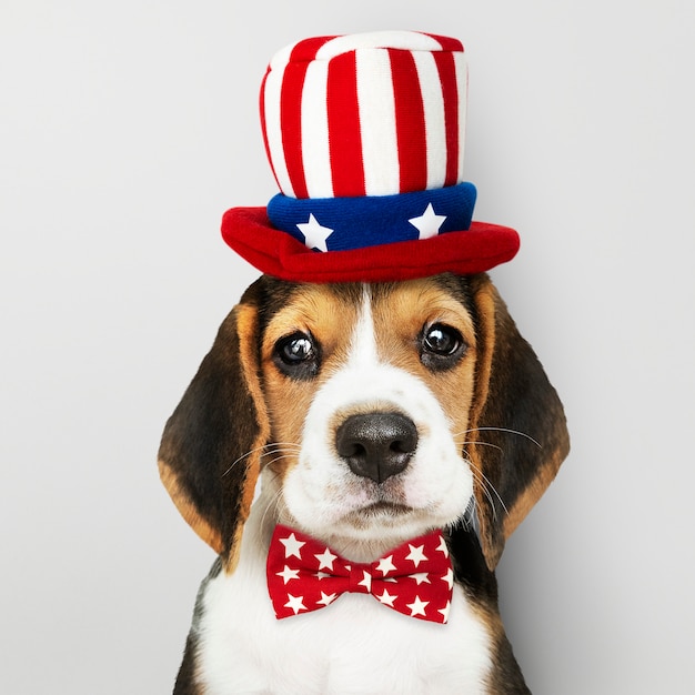 Foto grátis cachorro beagle americano