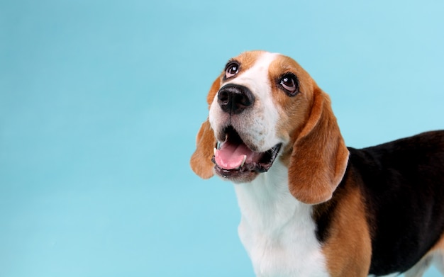 Cachorro beagle close-up