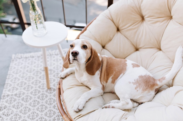 Cachorro beagle incrível descansando após jogos ativos na varanda em dia de verão