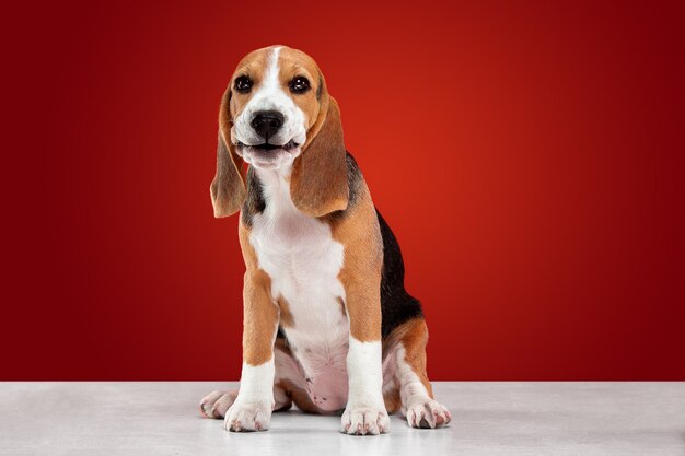 cachorro beagle no vermelho