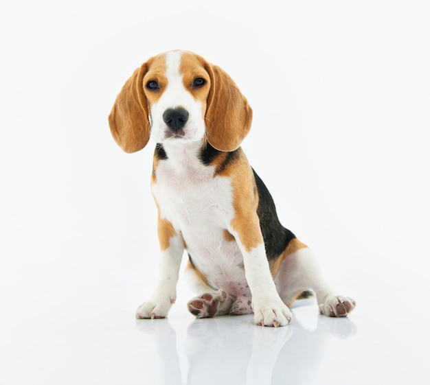 Cachorro beagle sentado com fundo branco