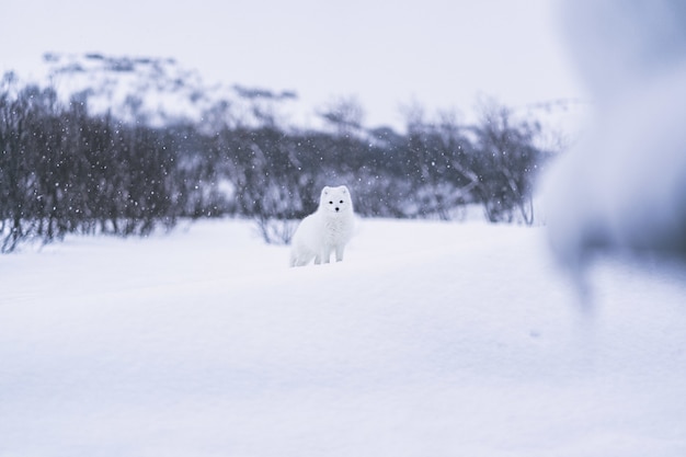 Cachorro branco coberto de neve em solo coberto de neve durante o dia