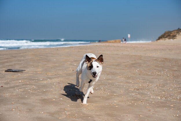 Cachorro branco correndo em uma praia cercada pelo mar sob um céu azul e luz do sol