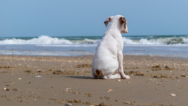 Cachorro branco sentado na praia rodeado pelo mar sob a luz do sol - conceito de solidão