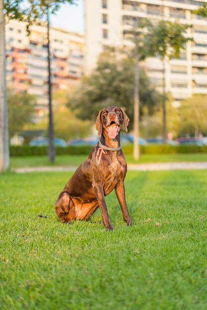 Cachorro Brown Bracco sentado na grama com a língua de fora durante o pôr do sol no parque