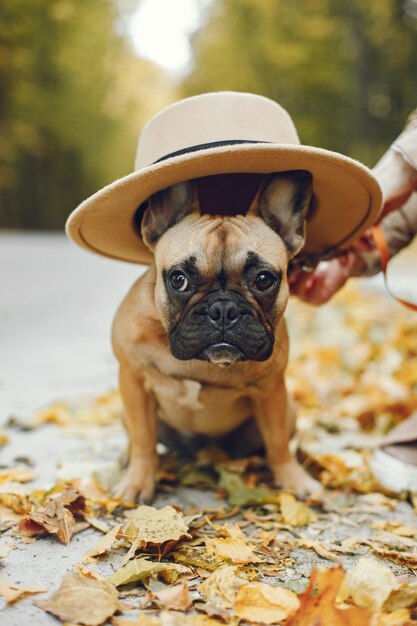 Cachorro Bulldog Francês fofo com um chapéu bege e sentado em frente ao fundo desfocado da floresta de outono