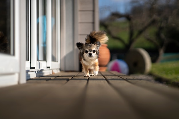 Foto grátis cachorro chihuahua fofo passando tempo ao ar livre