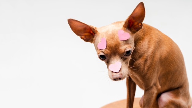 Foto grátis cachorro chihuahua pequeno bonito olhando para longe